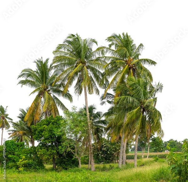 Fototapeta Coconut palm trees in summer on transparent background with clipping path and alpha channel, high resolution.
