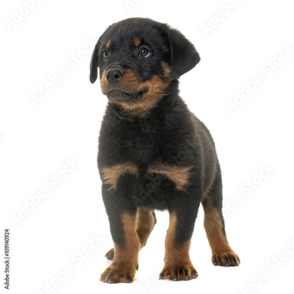 Obraz puppy rottweiler in studio