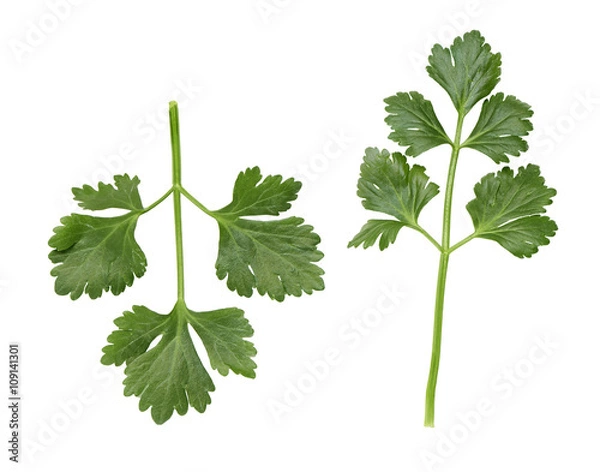 Fototapeta celery sprigs on a white surface