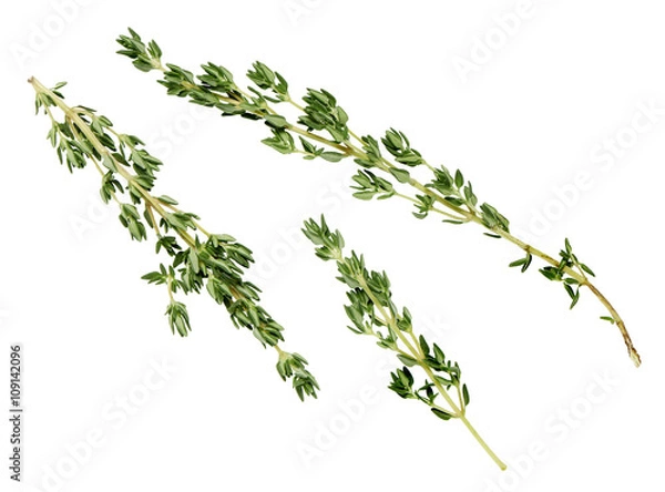 Obraz lemon thyme leaves on a white background