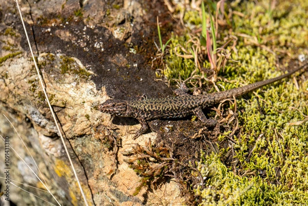 Obraz Lizard sunbathing on rock