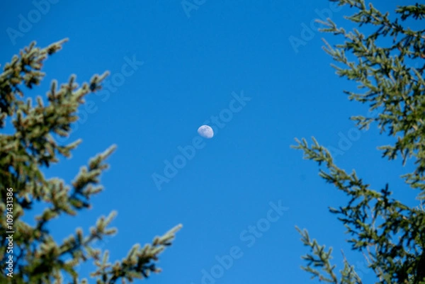 Obraz Moon between pine tree branches