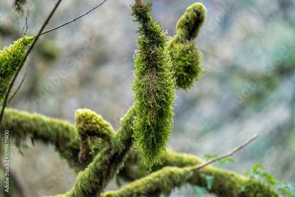 Obraz Moss covered tree branches