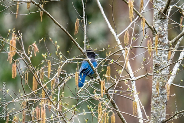 Obraz Bluejay in tree branches