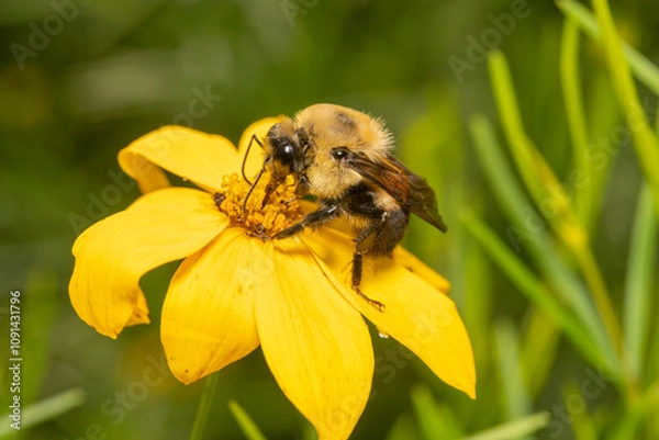 Obraz Bumblebee pollinating a yellow flower