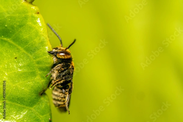 Obraz Leafcutter bee biting down on leaf