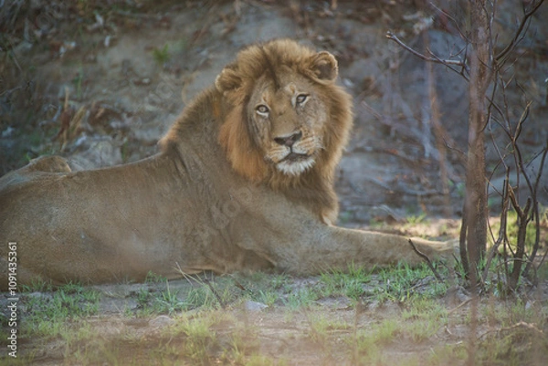 Obraz lion in the grass