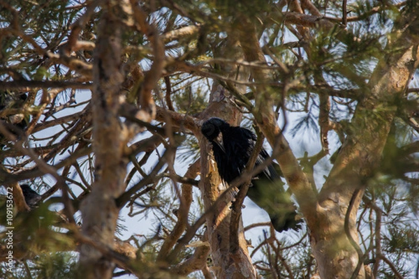 Obraz Rook in pine trees