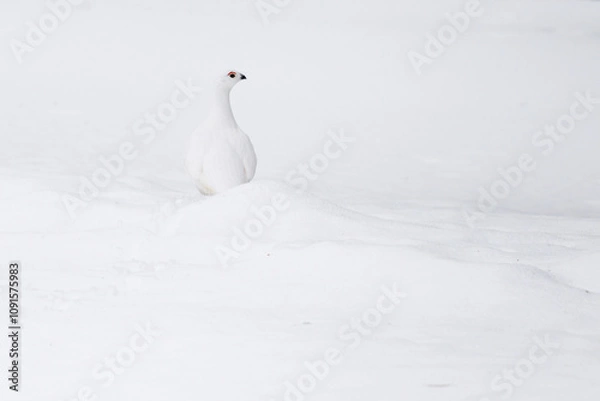 Obraz Schneehuhn im tiefen Schnee  perfekt getarnt