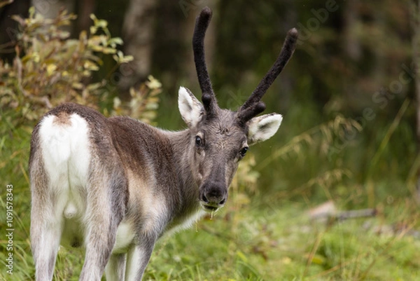 Obraz Junges Rentier im Wald schaut sich um