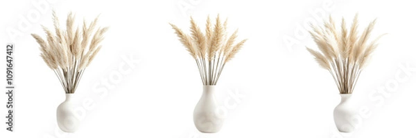 Fototapeta Set of pampas in vase white color isolated on a transparent background