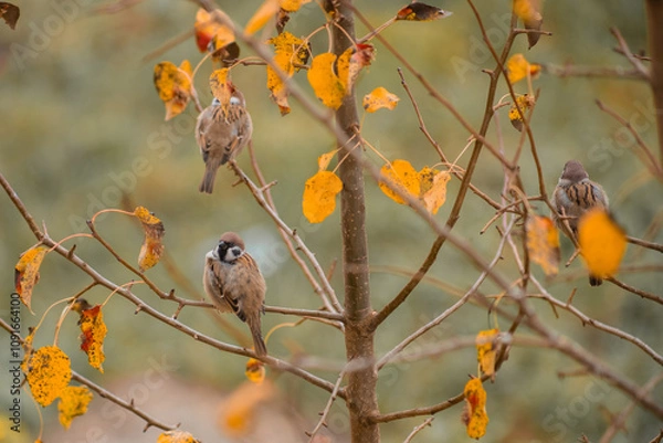 Obraz Tree sparrows sit on a branch on a tree in autumn. Bird watching and ornithology