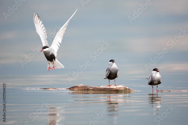 Obraz common tern in natural habitat (sterna hirundo)