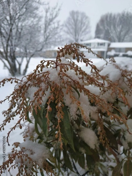 Obraz snow covered trees