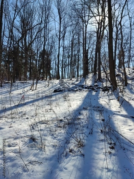 Obraz winter in the forest