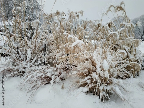 Obraz winter grass in the snow