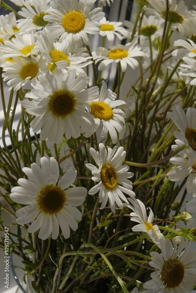 Obraz daisies in a vase