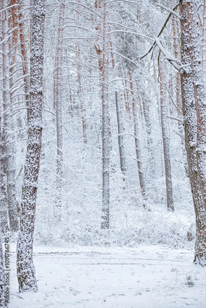 Obraz Snow-covered, frost-covered branches and trunks of a pine tree in a fairy-tale forest in winter in December. Blizzard in a winter forest before the Christmas holidays.