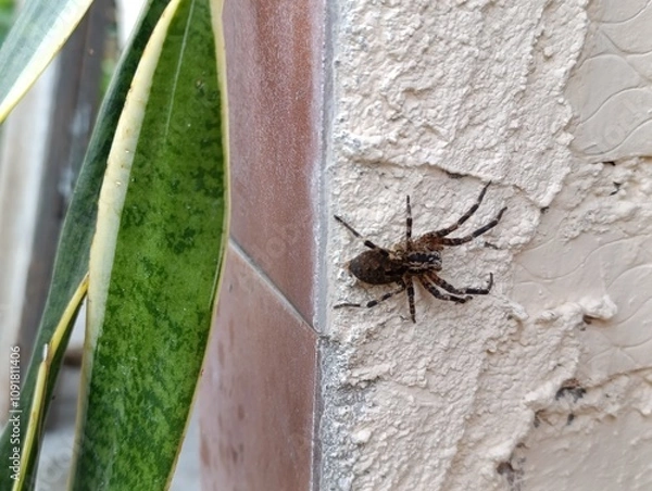 Fototapeta spider on a web