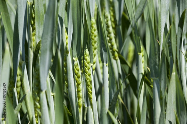 Fototapeta cultivation of cereals. Spring  