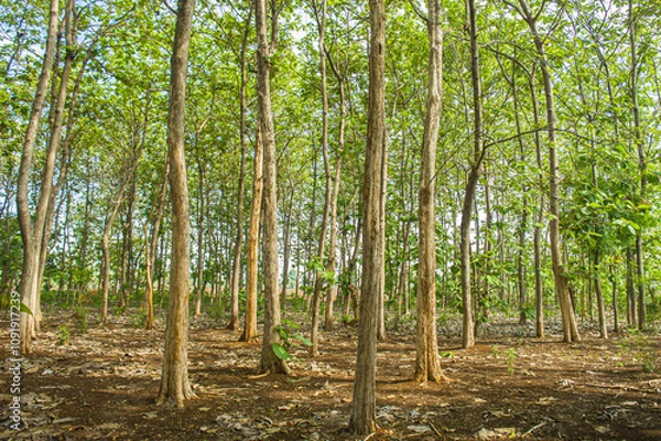 Fototapeta A natural landscape of several teak trees growing tall and lined up in an Indonesian tropical (Asian) forest. Focus on teak. Similar others