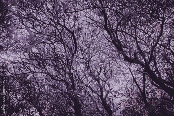 Fototapeta Jungle ghostly haunted. Horror spooky tree in forest with low angle,full frame . Scary tree nature background with purple dark ,grey monochrome color tone. Focus on tree, similar other