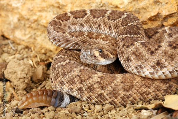 Obraz Western Diamondback Rattlesnake #Crotalus atrox)