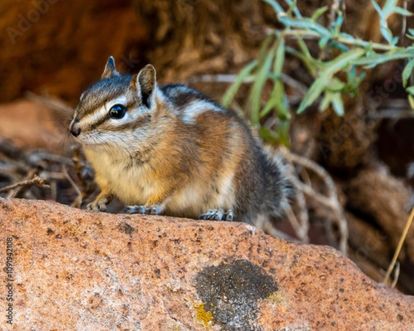 Obraz Least Chipmunk Looking out from Rock in Zion National Park in Utah