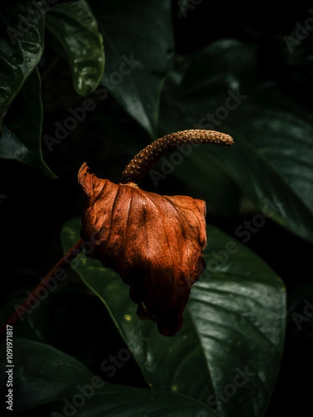 Fototapeta Close up image of dying Anthurium flower wth faded colors, Anthurium withered, Flower withered