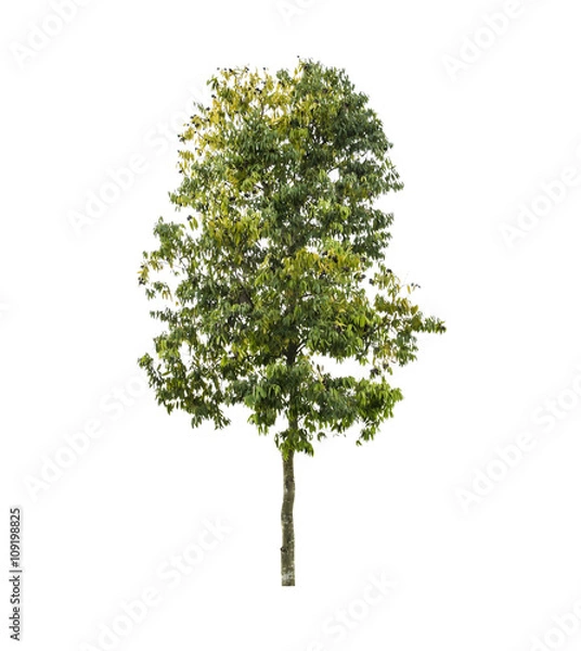 Obraz Tree isolate on a white background