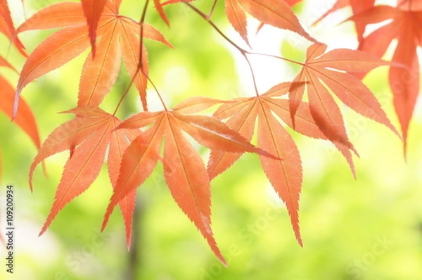 Obraz ノムラモミジ