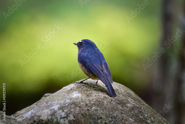 Obraz A male Snowy-browed Flycatcher bird is looking for food for her chicks enjoying the cool morning atmosphere in the mountains.