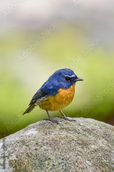 Obraz A male Snowy-browed Flycatcher bird is looking for food for her chicks enjoying the cool morning atmosphere in the mountains.