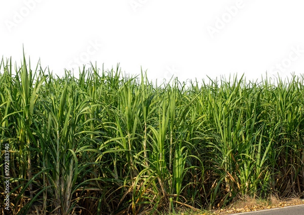 Fototapeta Sugarcane on transparent background with clipping path, suitable for print and web pages..