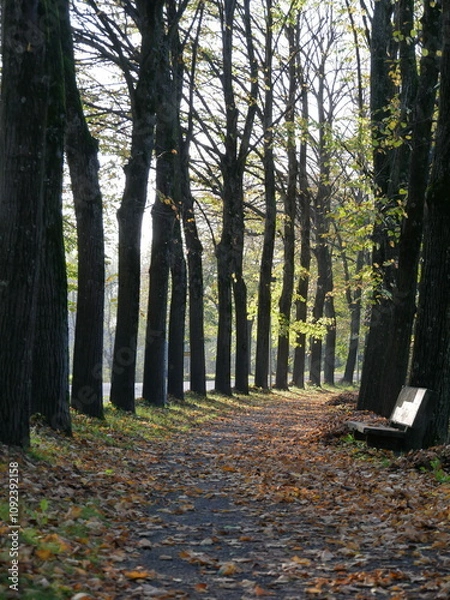Fototapeta Viale d'autunno