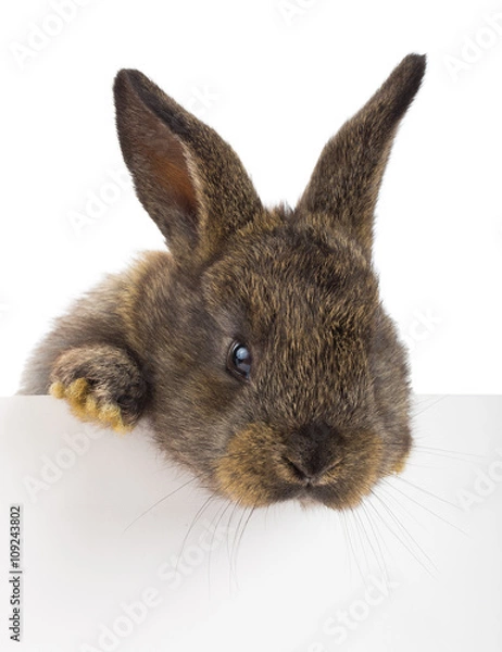 Obraz rabbit with blank billboard