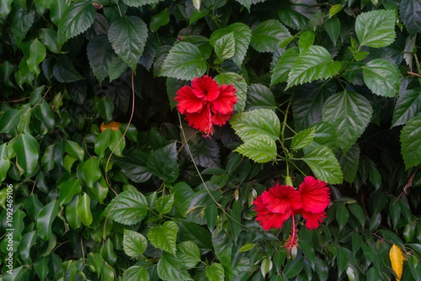 Fototapeta A lush green bush with vibrant red flowers, featuring large petals and prominent stamens. The rich contrast of the glossy green leaves and vivid red flowers makes it ideal for use as a background