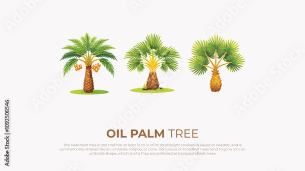 Fototapeta Three Types of Oil Palm Trees Umbrella, Lollipop, and Cone Shapes