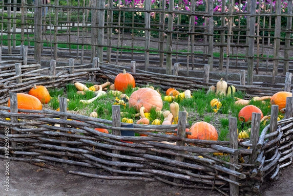 Obraz A vibrant pumpkin patch on a autumn evening