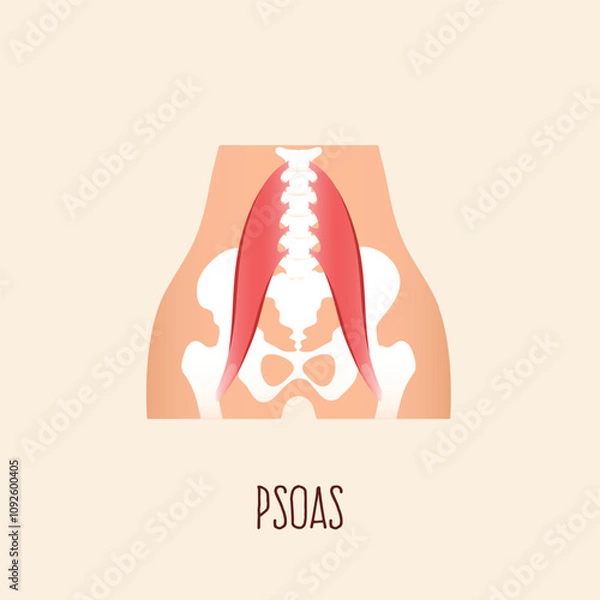 Fototapeta Psoas muscle. Flat design vector illustration.