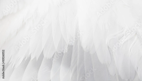 Fototapeta white wing