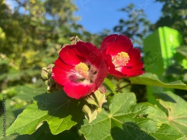 Obraz Rote Malvenblüte