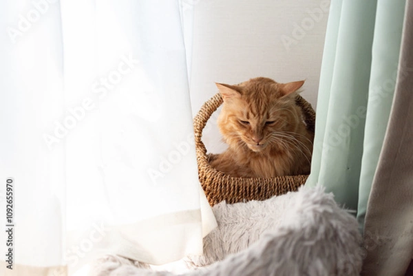 Fototapeta 窓辺でくつろぐ可愛い猫　茶トラ猫