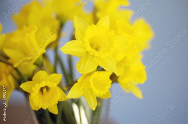 Fototapeta daffodils in vase