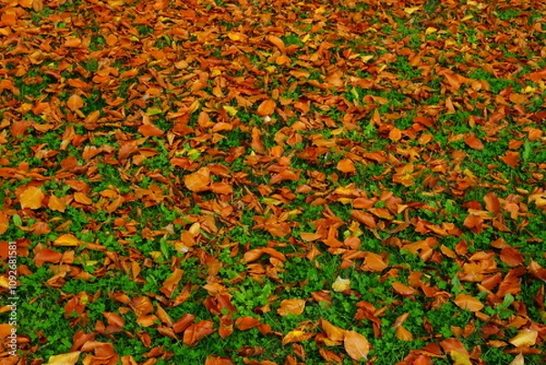 Obraz Feuille ocre automne