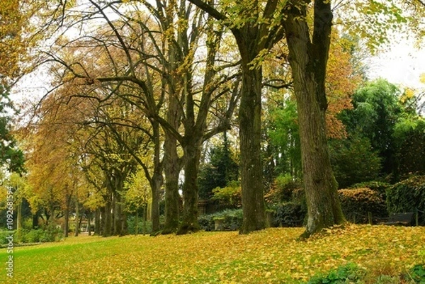 Obraz Alignement arbres parc
