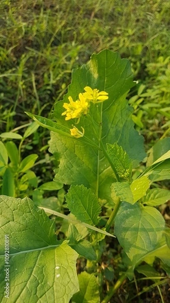 Obraz beautiful leaf 