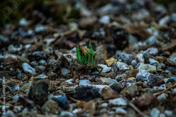 Obraz 砂利とイナゴ
