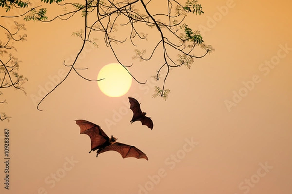 Obraz Bat silhouettes agent sunset time