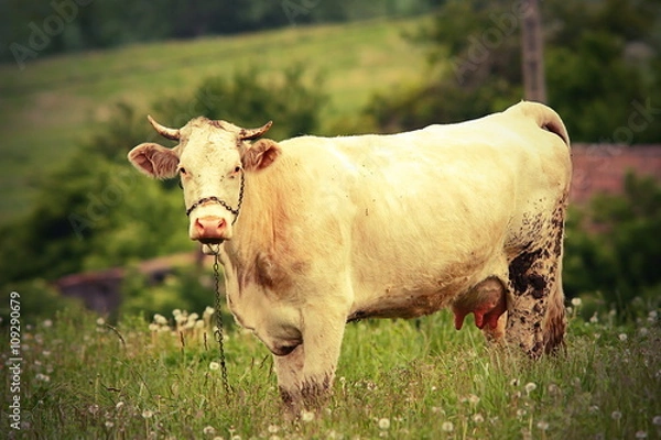 Fototapeta curious cow looking at the camera